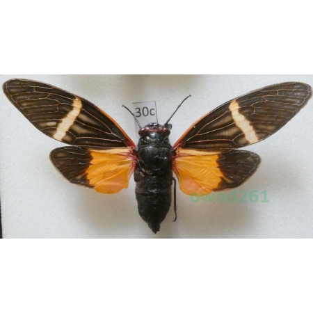 Tosena paviei (Noualhier, 1896) Thailand30c